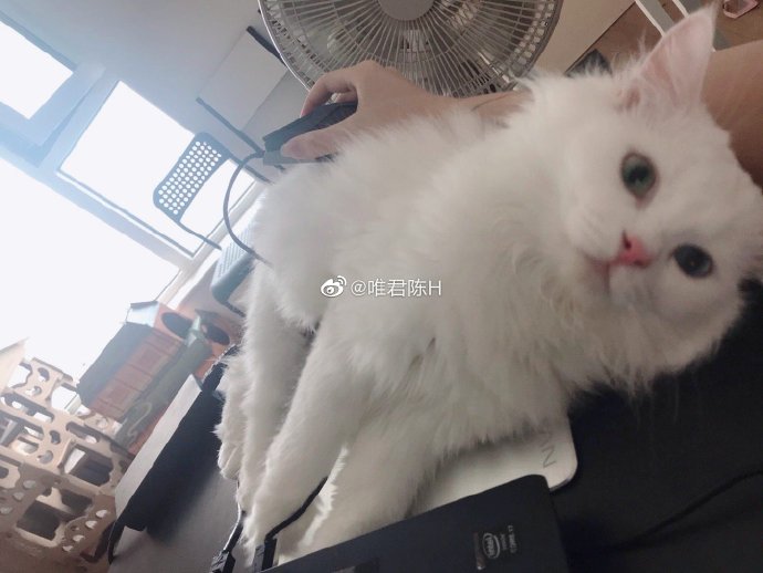 猫图片|宠物猫|猫咪|