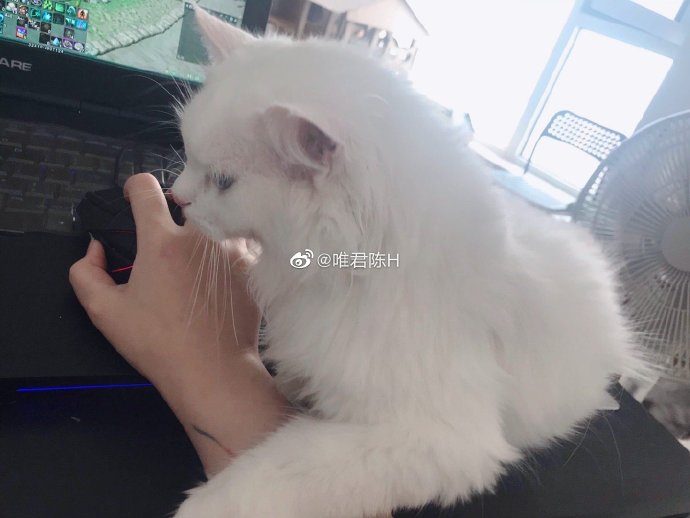 猫图片|宠物猫|猫咪|