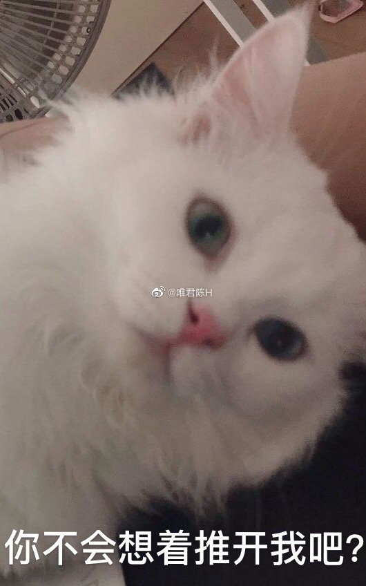 猫图片|宠物猫|猫咪|