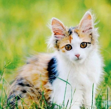 猫图片|宠物猫|猫咪|