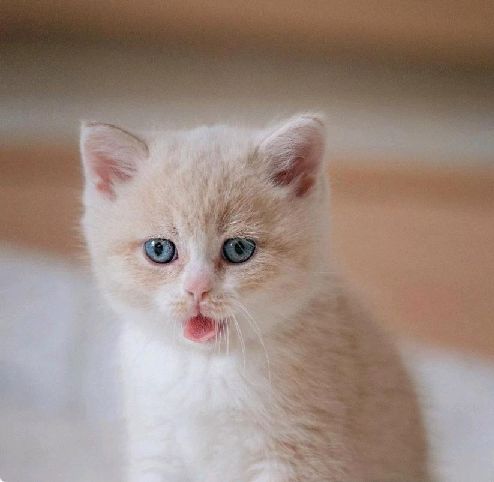 猫图片|宠物猫|猫咪|