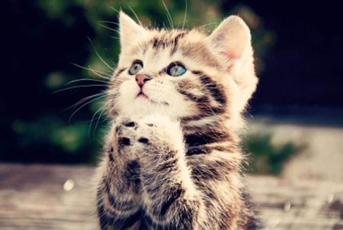 猫图片|宠物猫|猫咪|