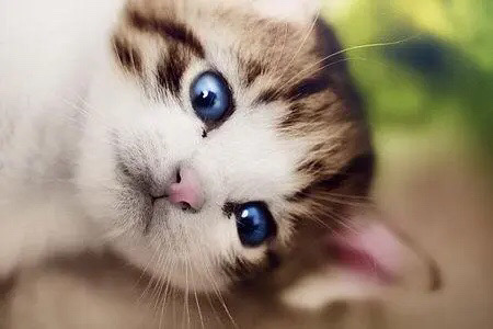 猫图片|宠物猫|猫咪|