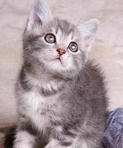 猫图片|宠物猫|猫咪|