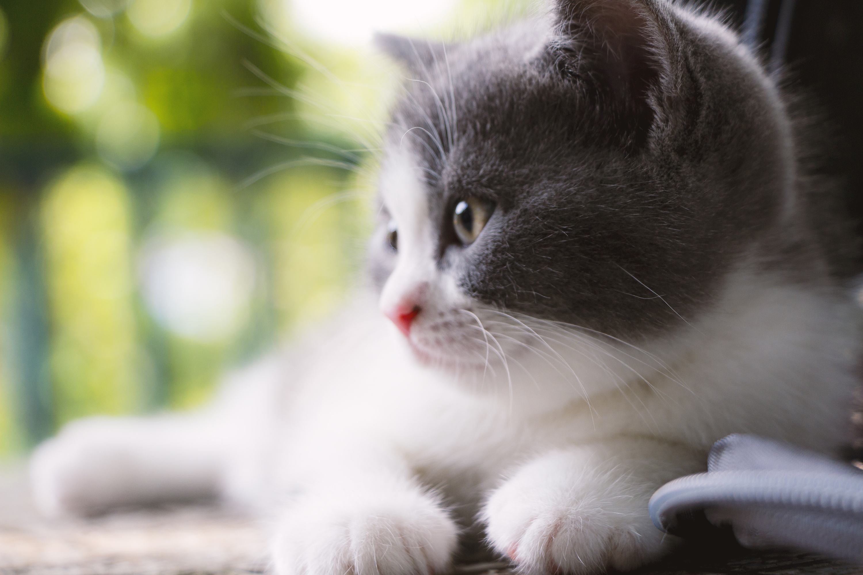 猫图片|宠物猫|猫咪|