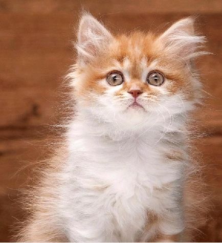 猫图片|宠物猫|猫咪|