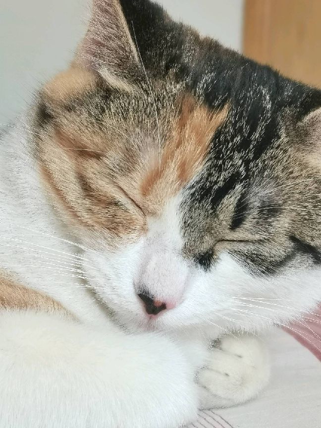 猫图片|宠物猫|猫咪|