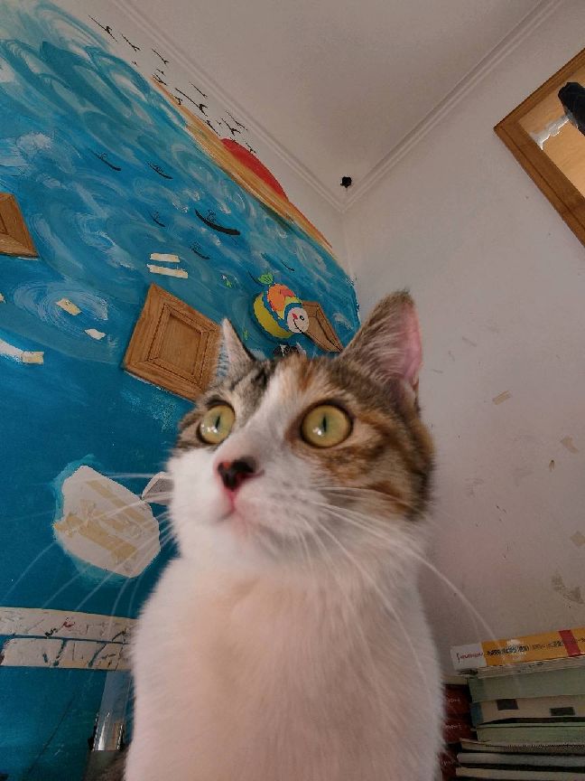 猫图片|宠物猫|猫咪|