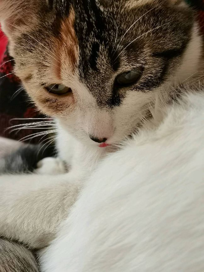 猫图片|宠物猫|猫咪|