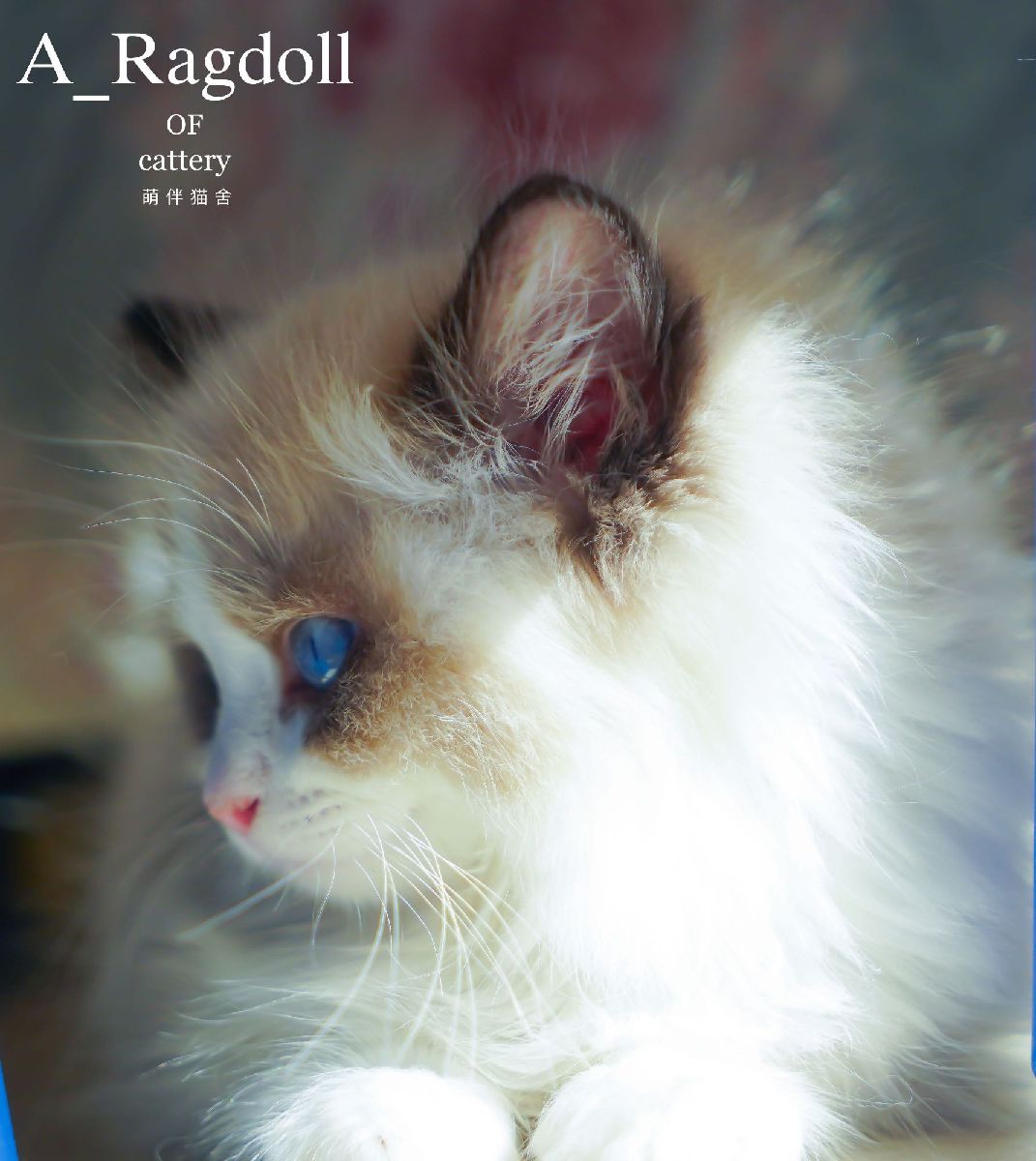 猫图片|宠物猫|猫咪|