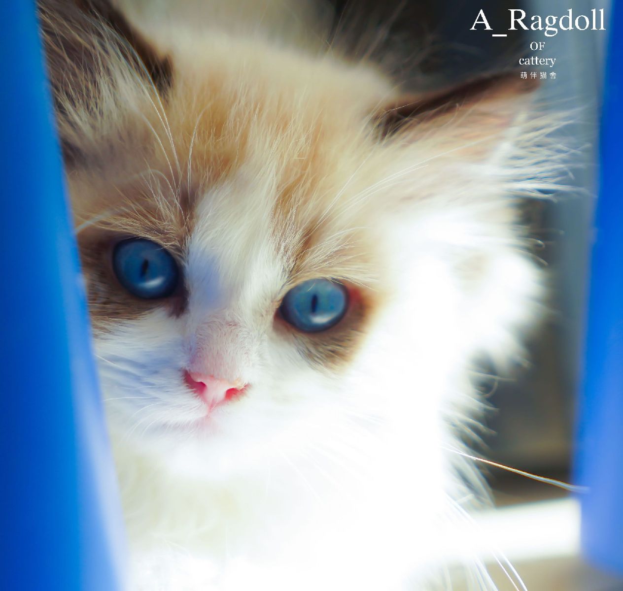 猫图片|宠物猫|猫咪|