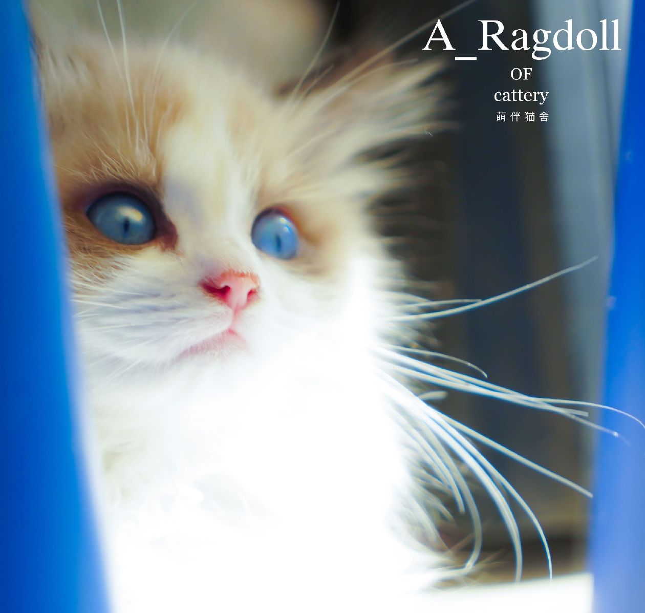 猫图片|宠物猫|猫咪|