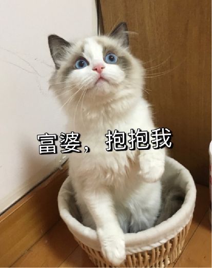 猫图片|宠物猫|猫咪|