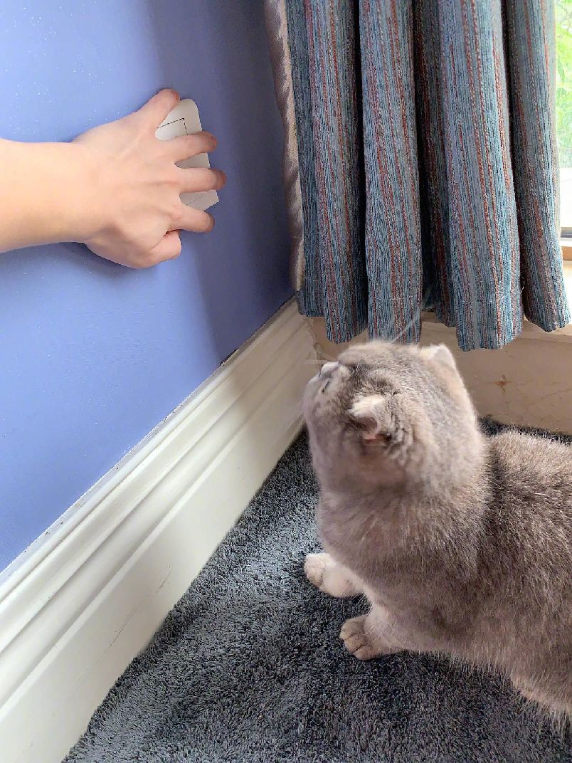 猫图片|宠物猫|猫咪|