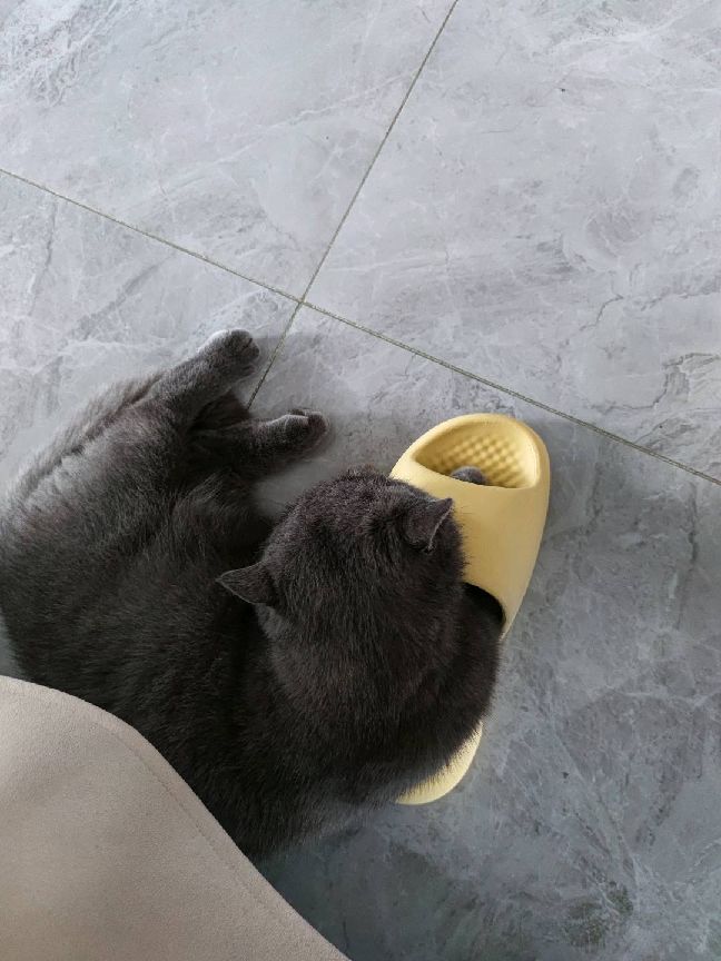 猫图片|宠物猫|猫咪|