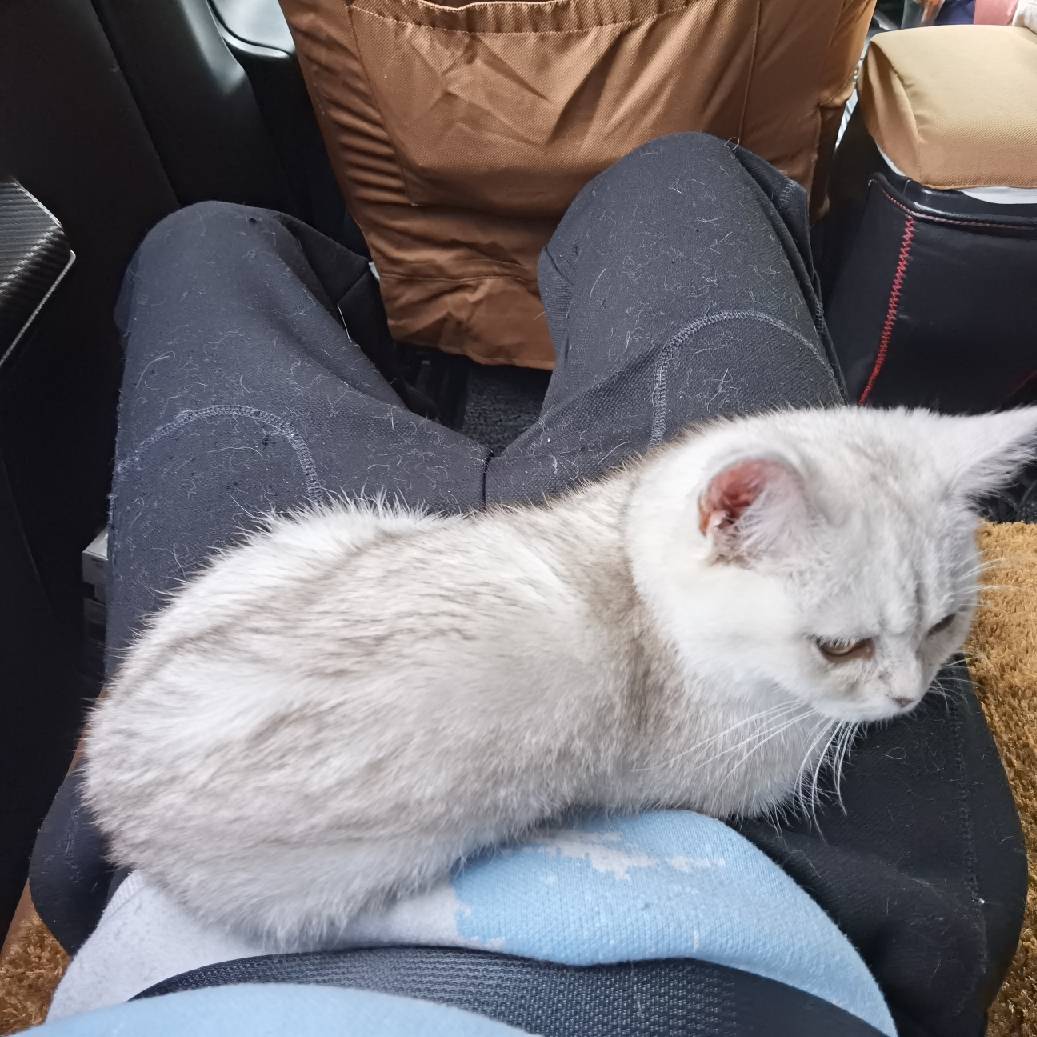 猫图片|宠物猫|猫咪|