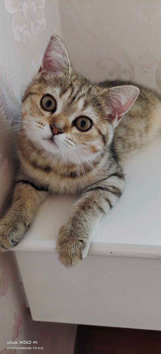 猫图片|宠物猫|猫咪|