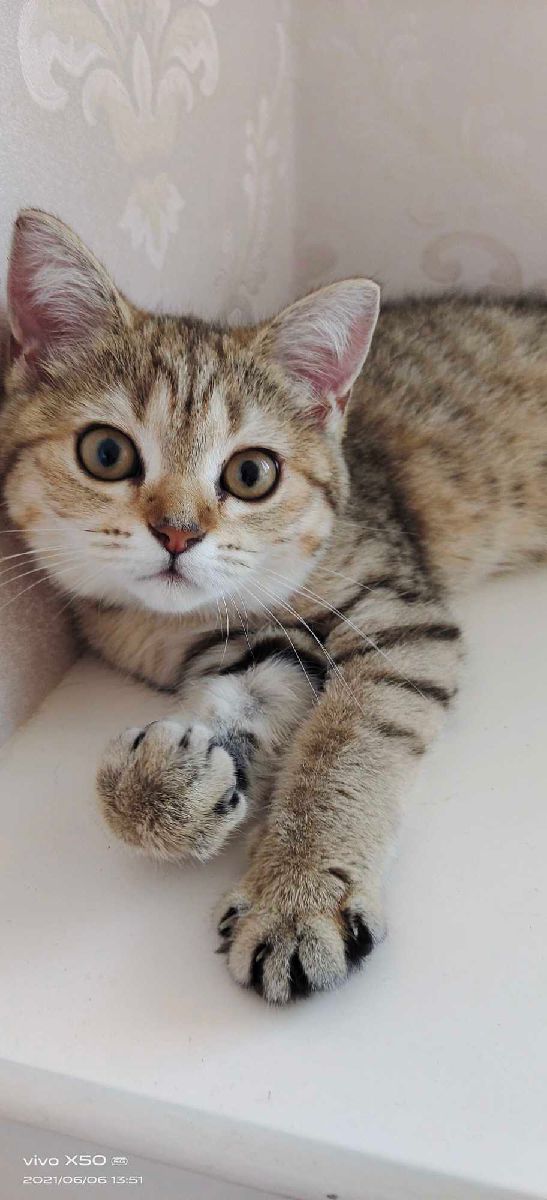 猫图片|宠物猫|猫咪|