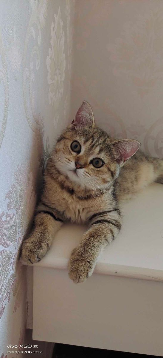 猫图片|宠物猫|猫咪|