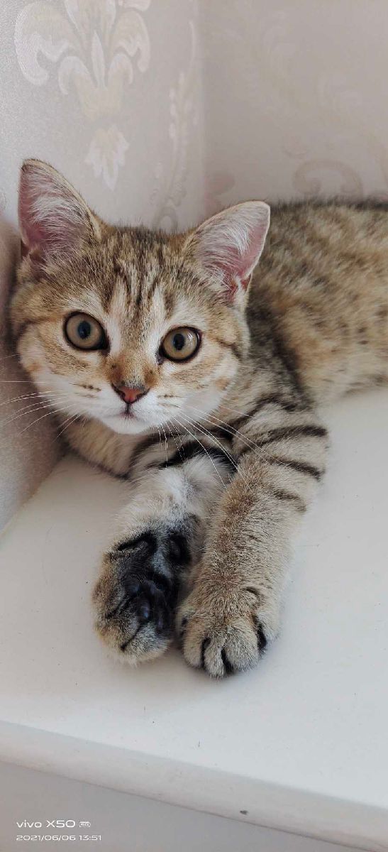 猫图片|宠物猫|猫咪|