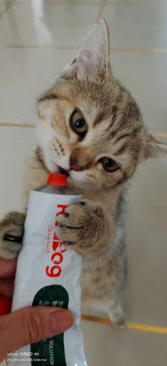 猫图片|宠物猫|猫咪|