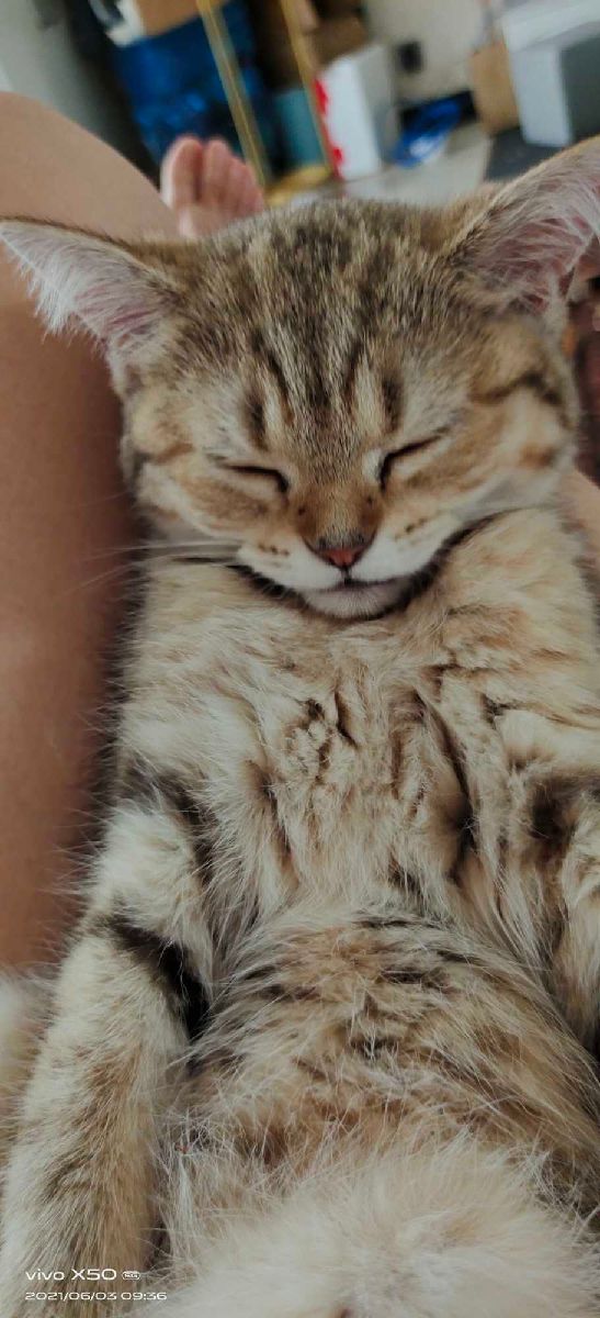 猫图片|宠物猫|猫咪|