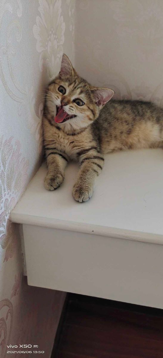 猫图片|宠物猫|猫咪|