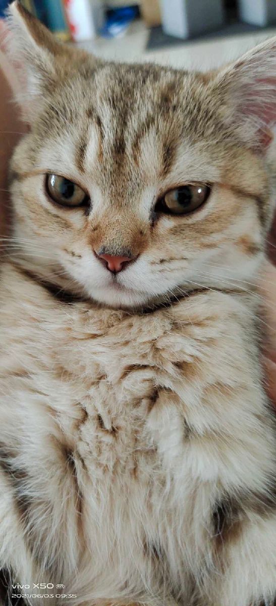 猫图片|宠物猫|猫咪|