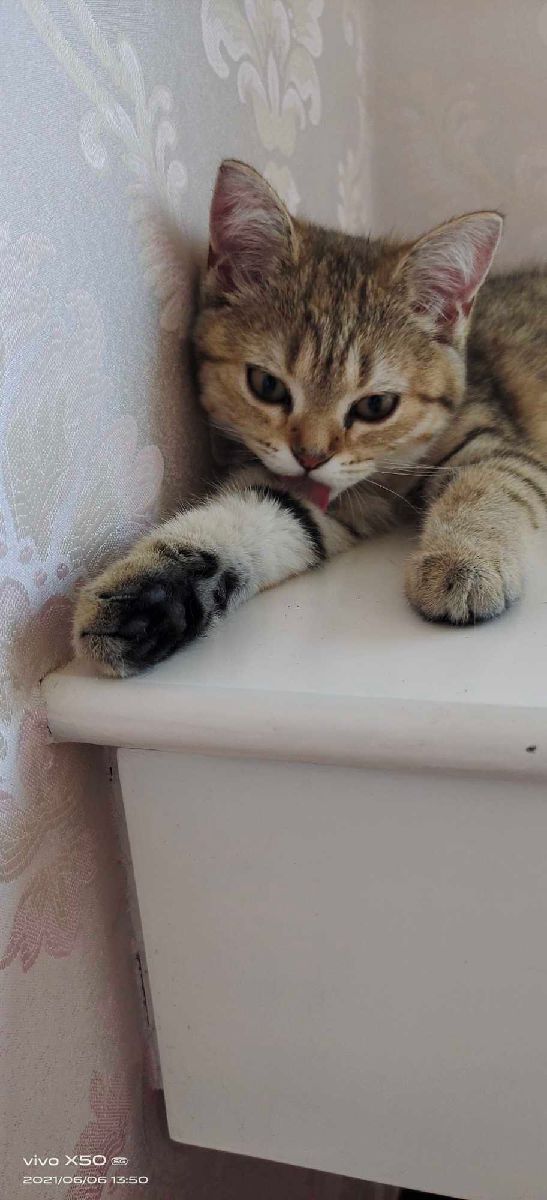 猫图片|宠物猫|猫咪|