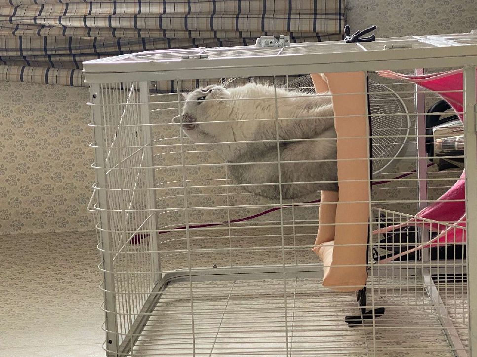 猫图片|宠物猫|猫咪|