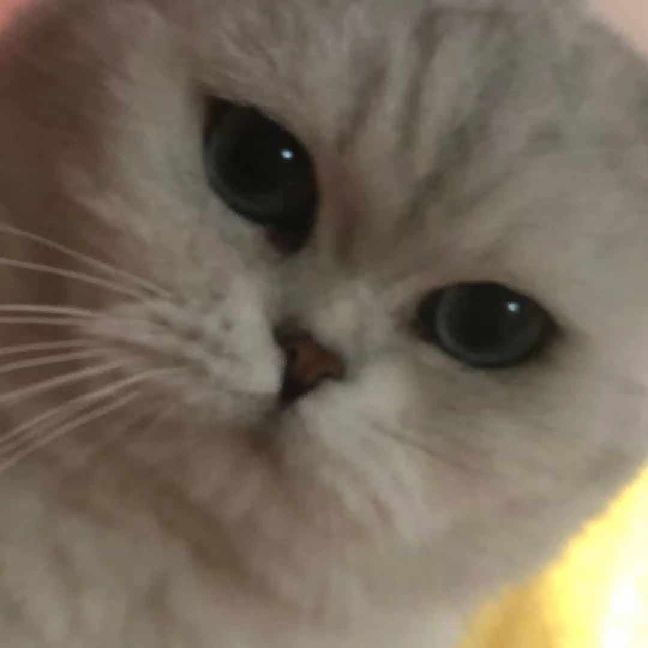 猫图片|宠物猫|猫咪|