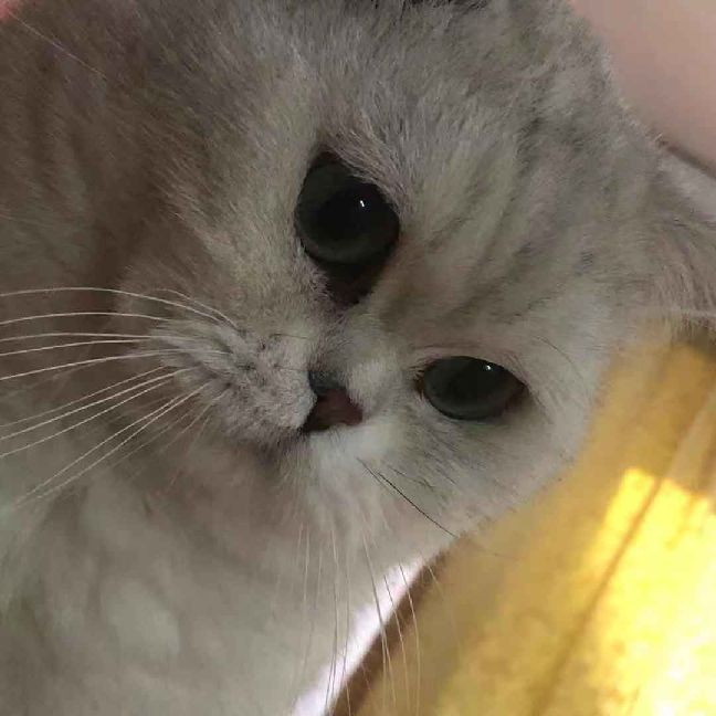 猫图片|宠物猫|猫咪|