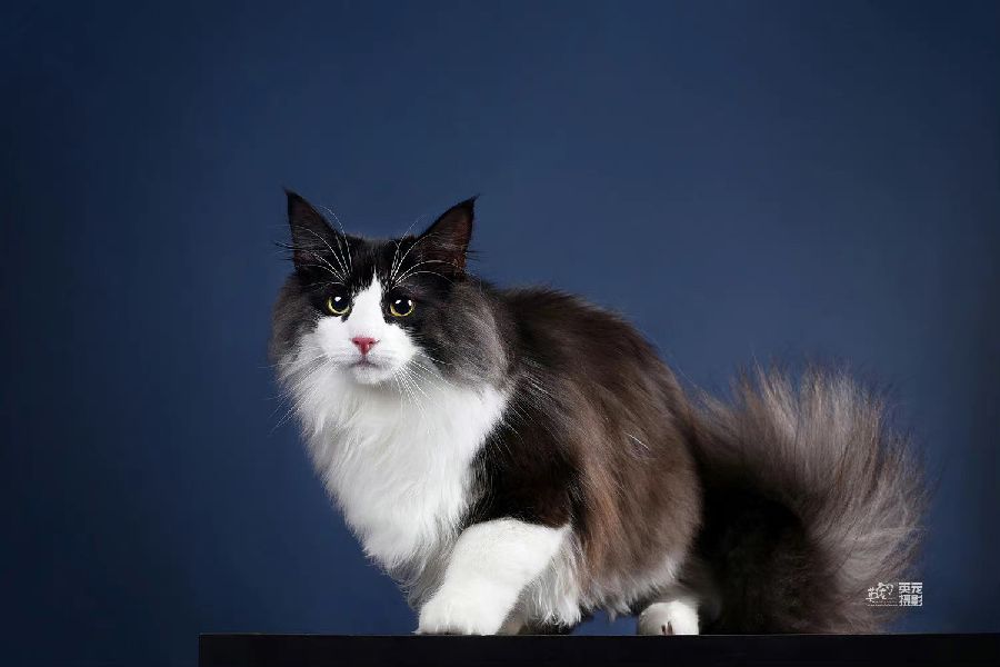 猫图片|宠物猫|猫咪|