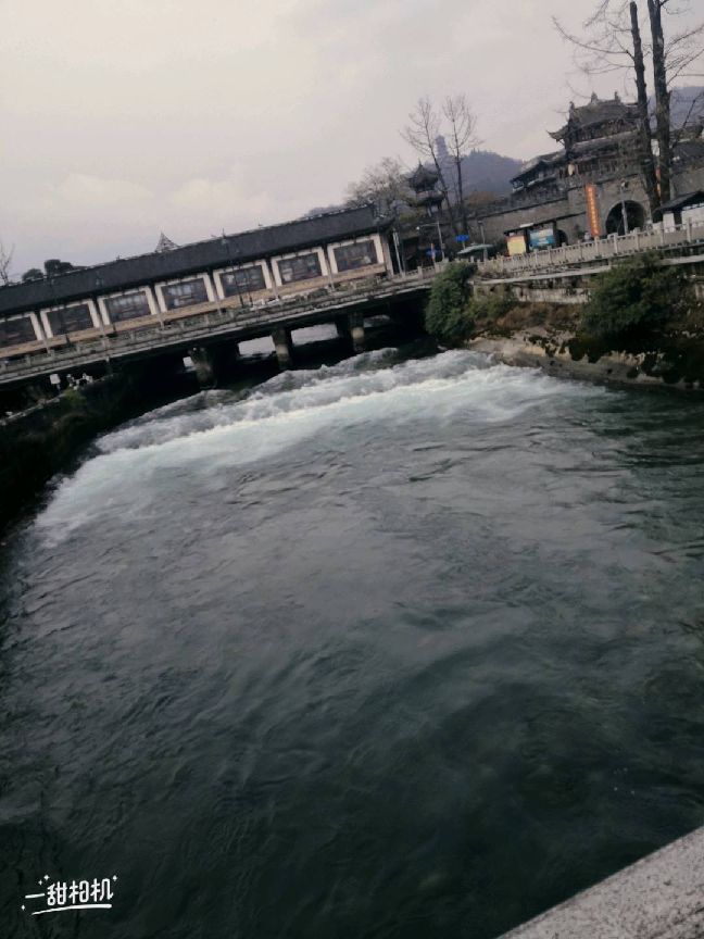 猫图片|宠物猫|猫咪|