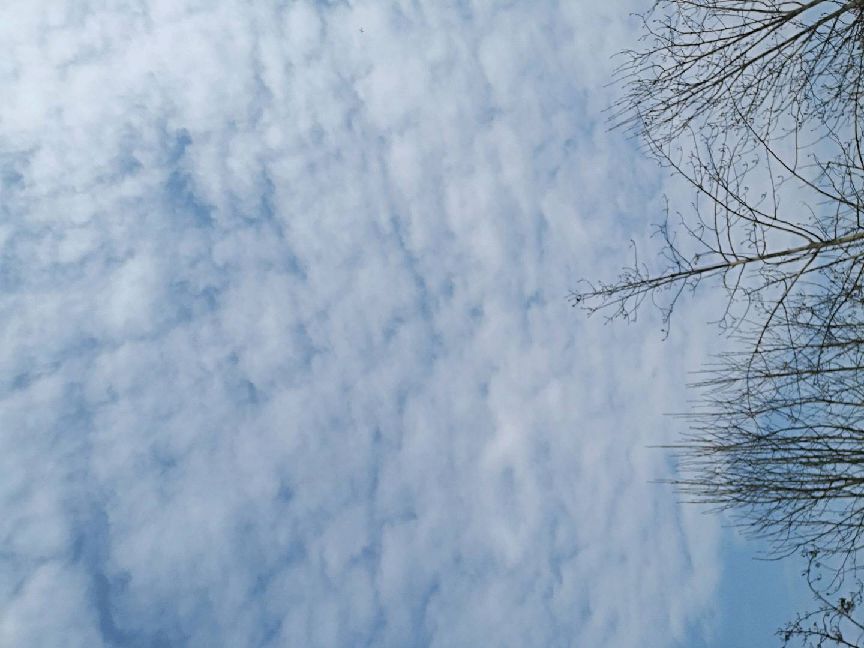 猫图片|宠物猫|猫咪|