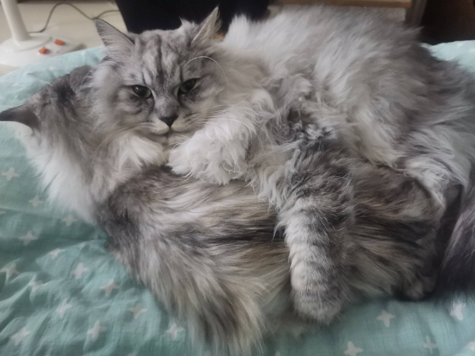 猫图片|宠物猫|猫咪|