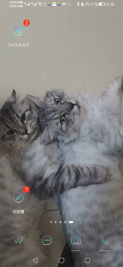 猫图片|宠物猫|猫咪|