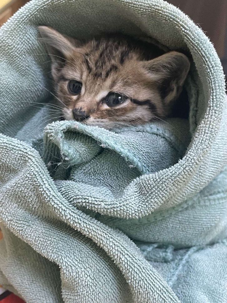 猫图片|宠物猫|猫咪|