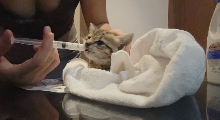 猫图片|宠物猫|猫咪|