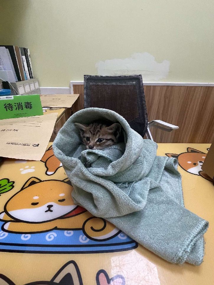 猫图片|宠物猫|猫咪|