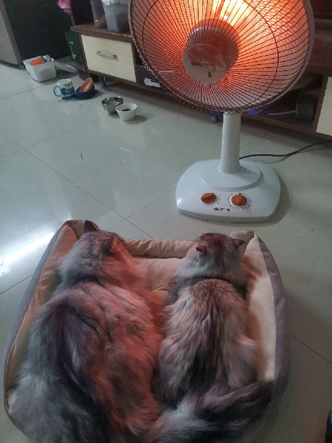 猫图片|宠物猫|猫咪|