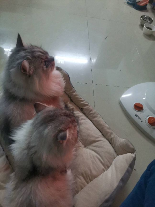 猫图片|宠物猫|猫咪|