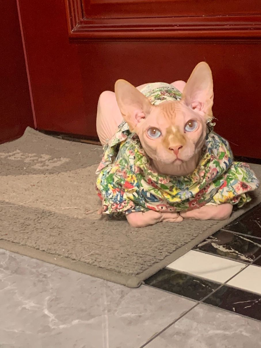 猫图片|宠物猫|猫咪|