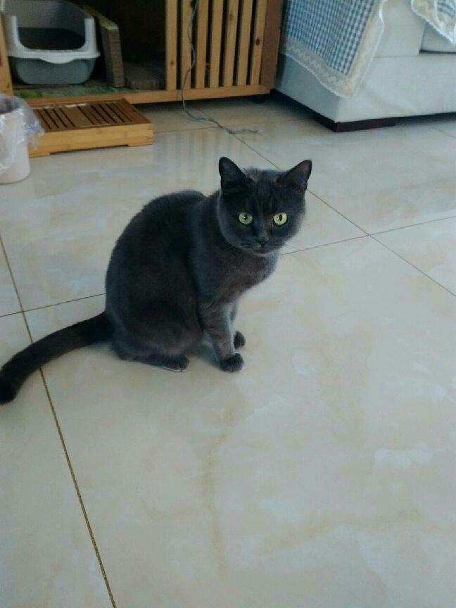 猫图片|宠物猫|猫咪|