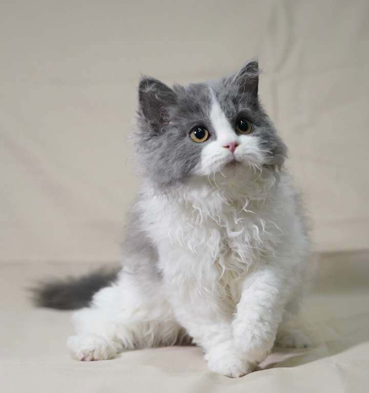 猫图片|宠物猫|猫咪|