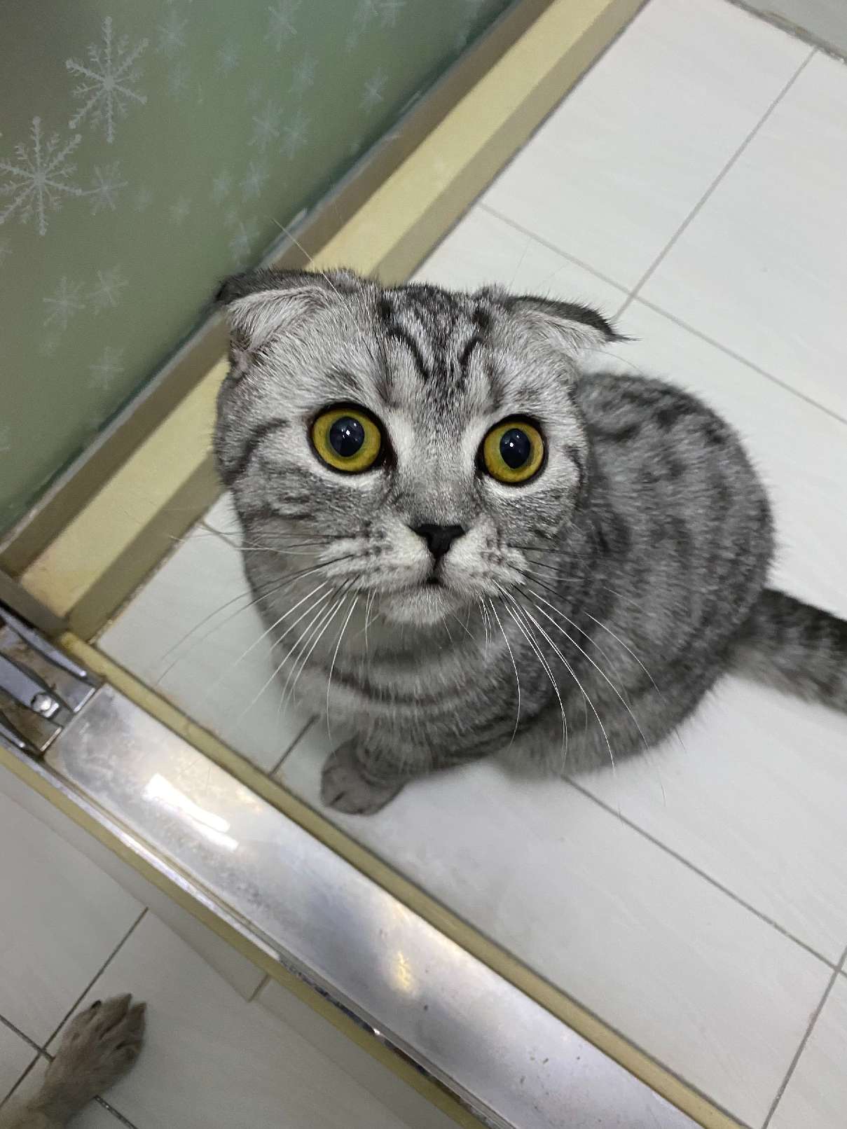 猫图片|宠物猫|猫咪|