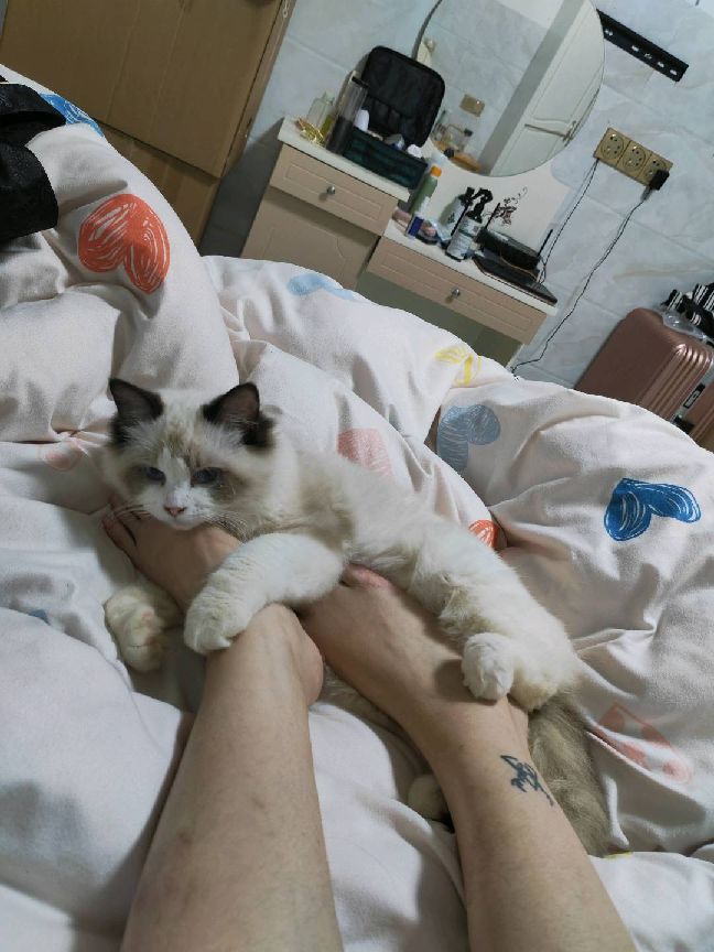 猫图片|宠物猫|猫咪|