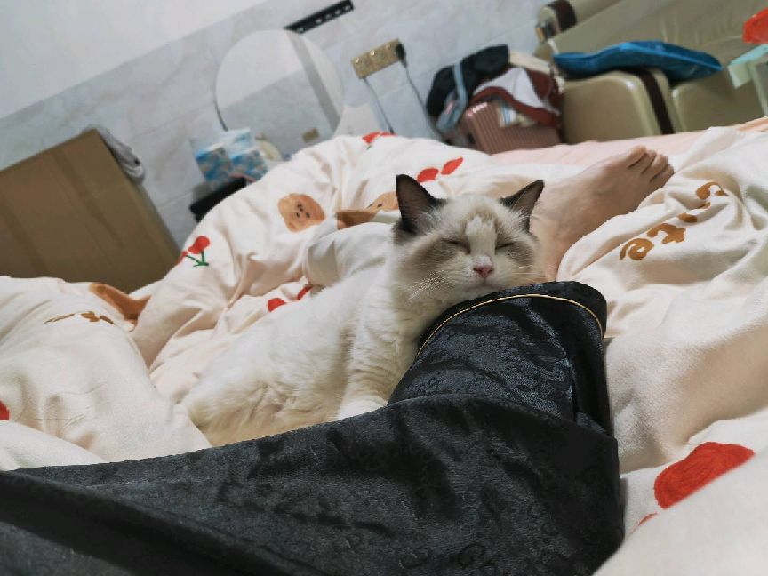 猫图片|宠物猫|猫咪|