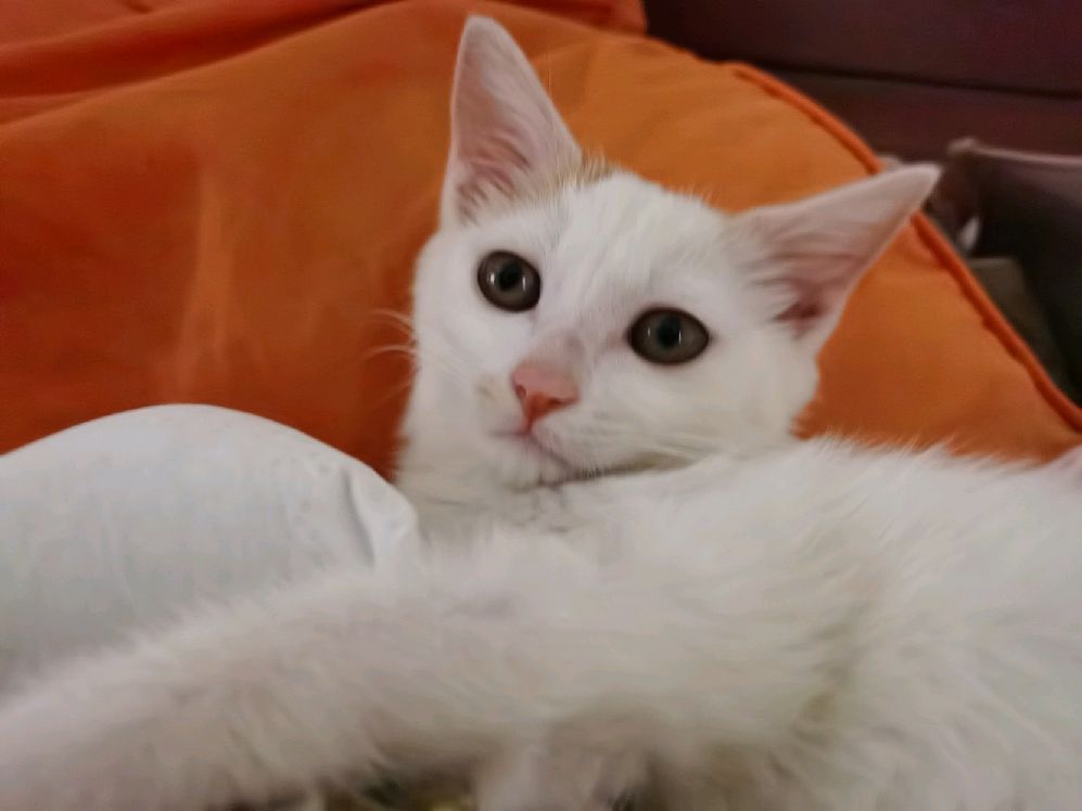 猫图片|宠物猫|猫咪|