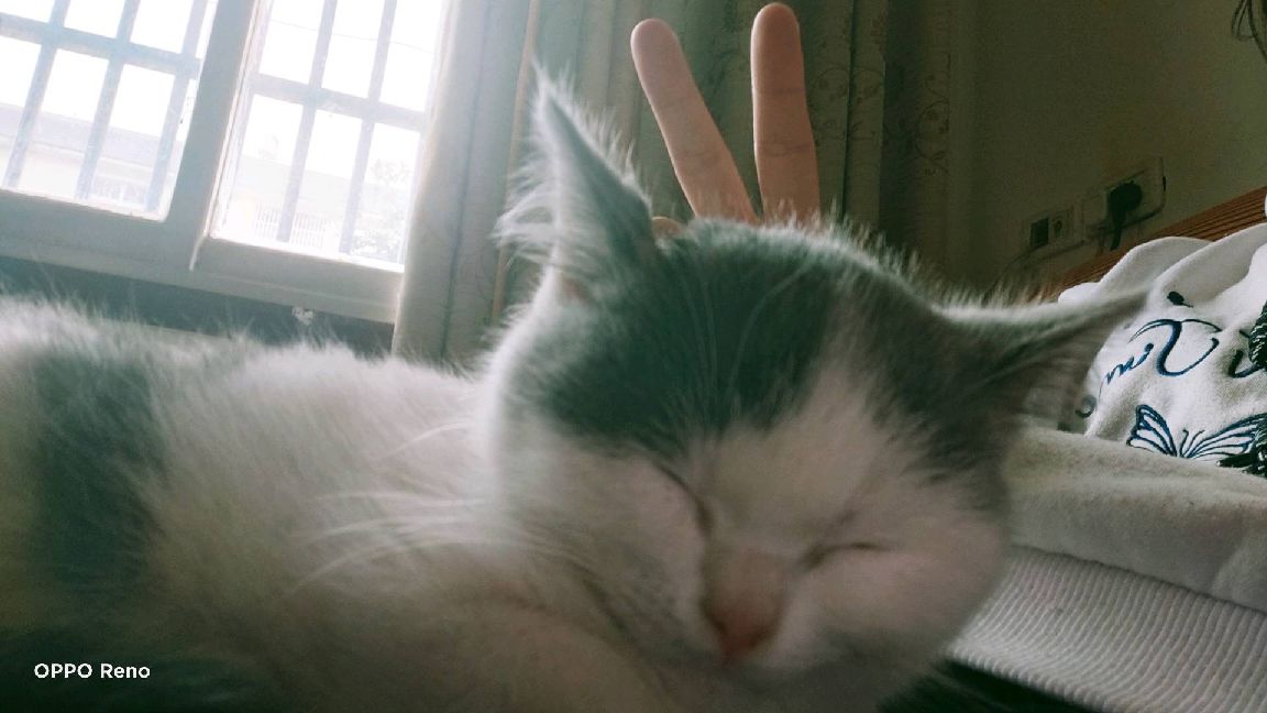 猫图片|宠物猫|猫咪|